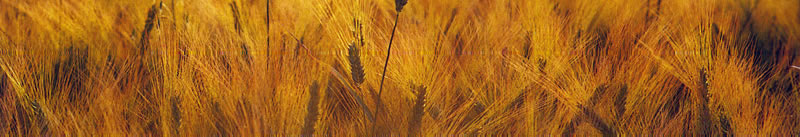 trigo